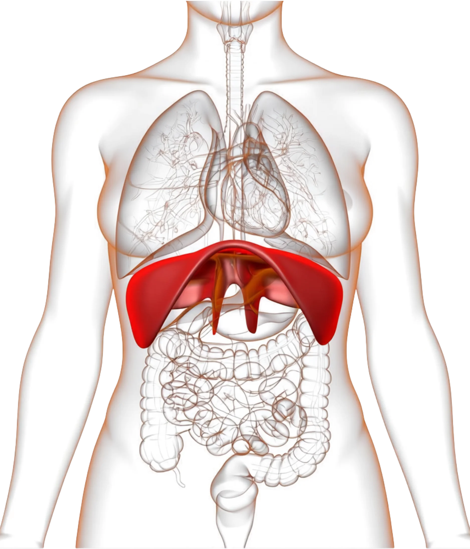 Diafragma y órganos digestivos, Salón Yogui