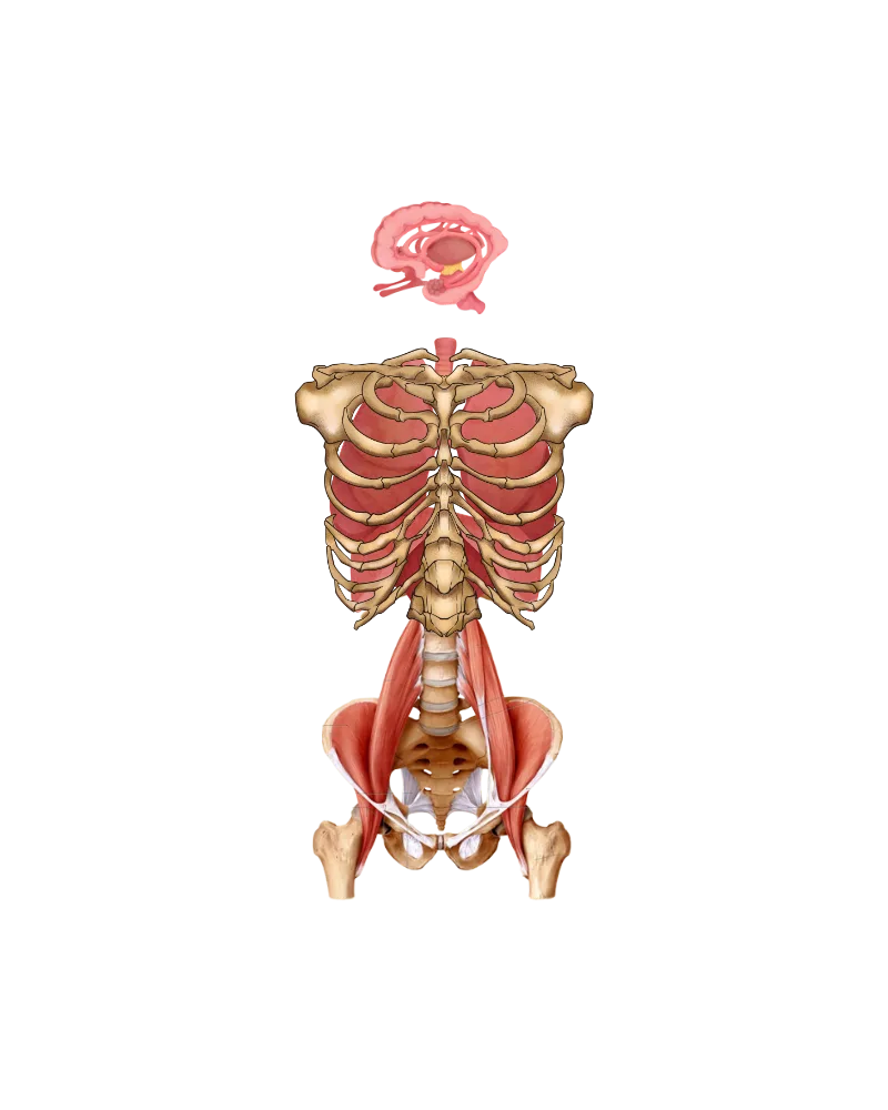 Eje anatómico: caja torácica, psoas y pelvis