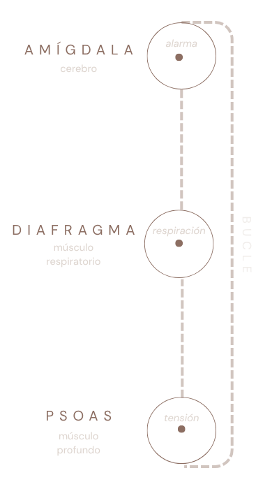 Diagrama del eje amígdala psoas diafragma